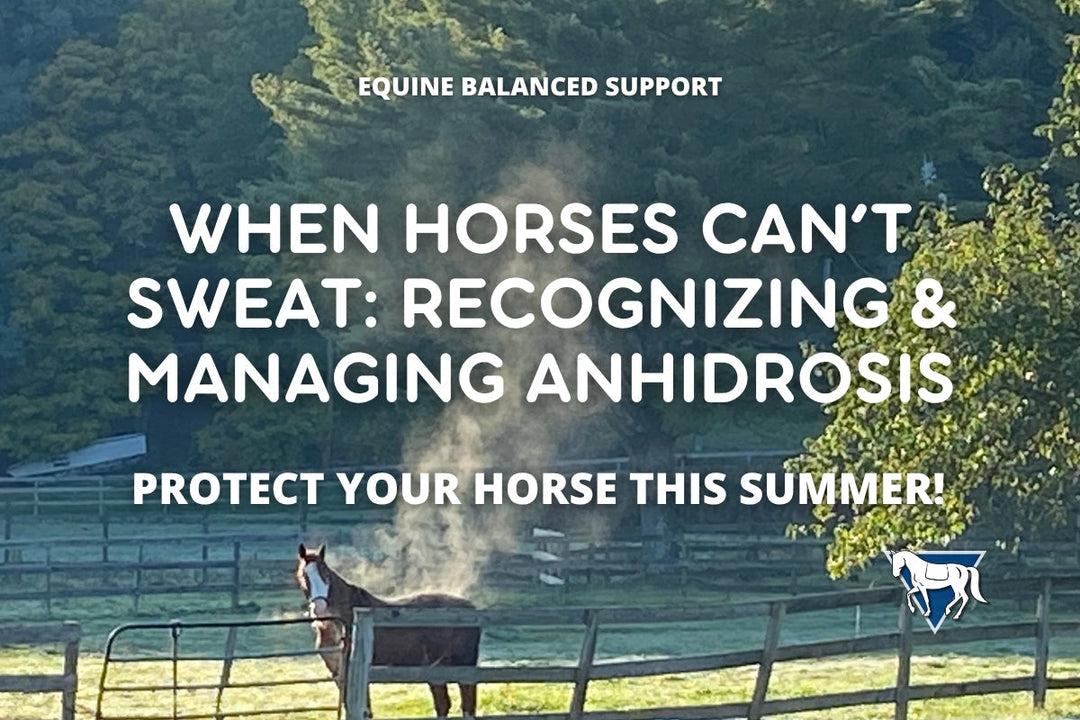 Anhidrosis in Horses: Signs, Causes, and Management for Heat Stress