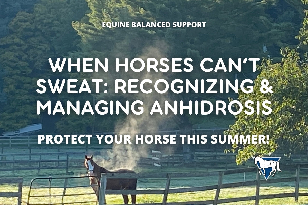 Anhidrosis in Horses: Signs, Causes, and Management for Heat Stress