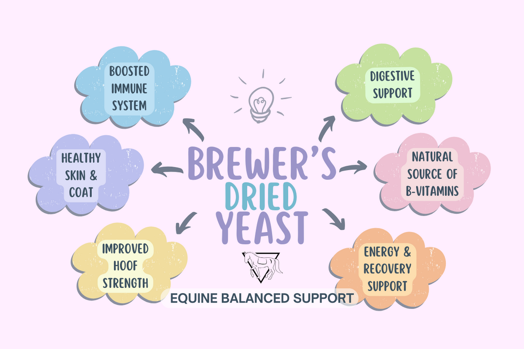 Unbridled Health: How Can Brewer's Dried Yeast Help Your Horse?