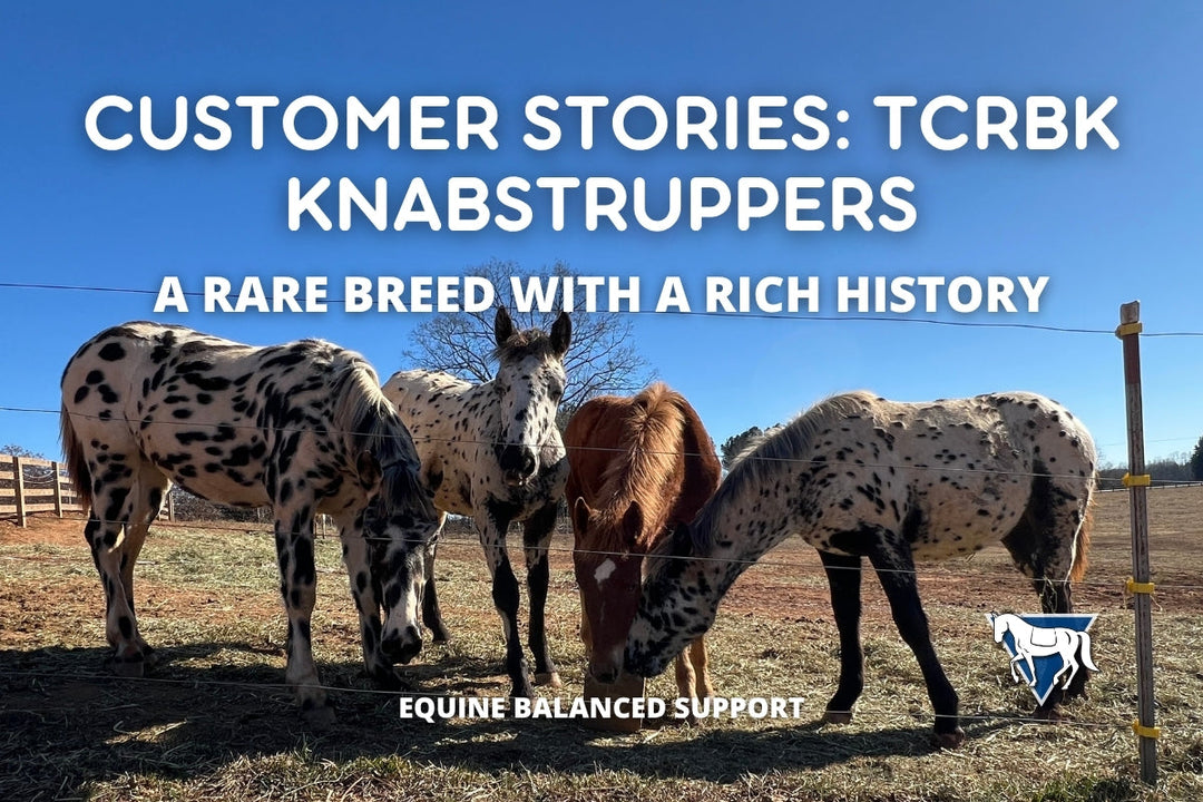 Preserving a Rare Breed: Meet TCRBK Knabstruppers