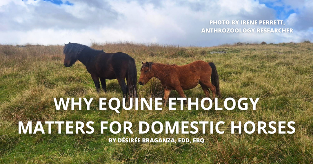 Understanding Equine Ethology: How Natural Behaviors Improve Domestic Horse Well-Being