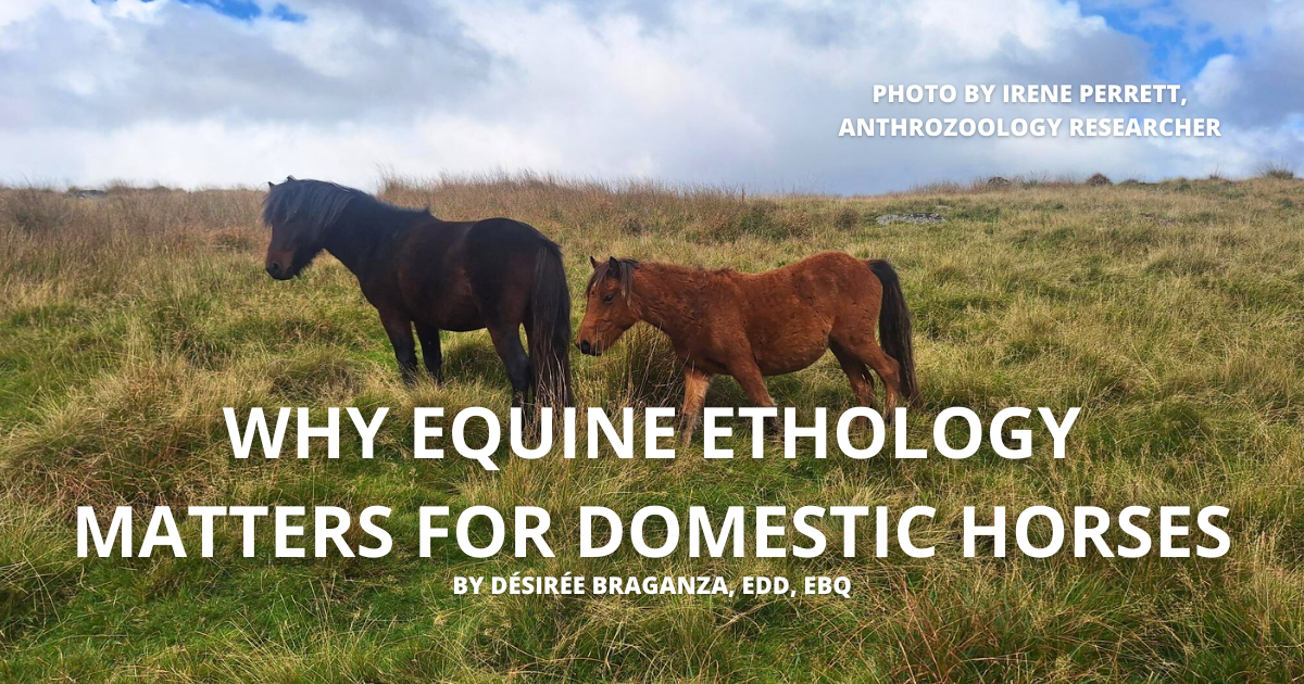 Equine Ethology study and explanation by Desiree Braganza, EdD, EBQ