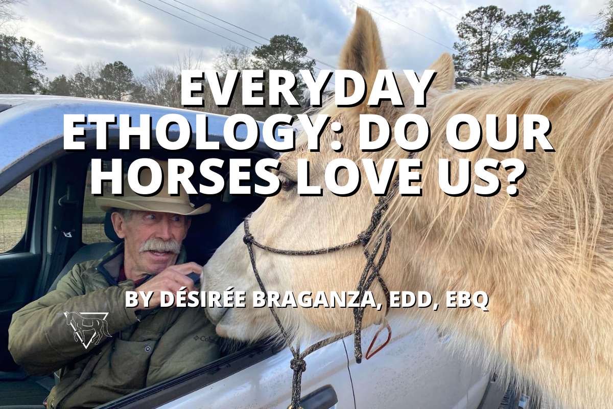 Do my horses love me? Everyday Ethology by Désirée Braganza