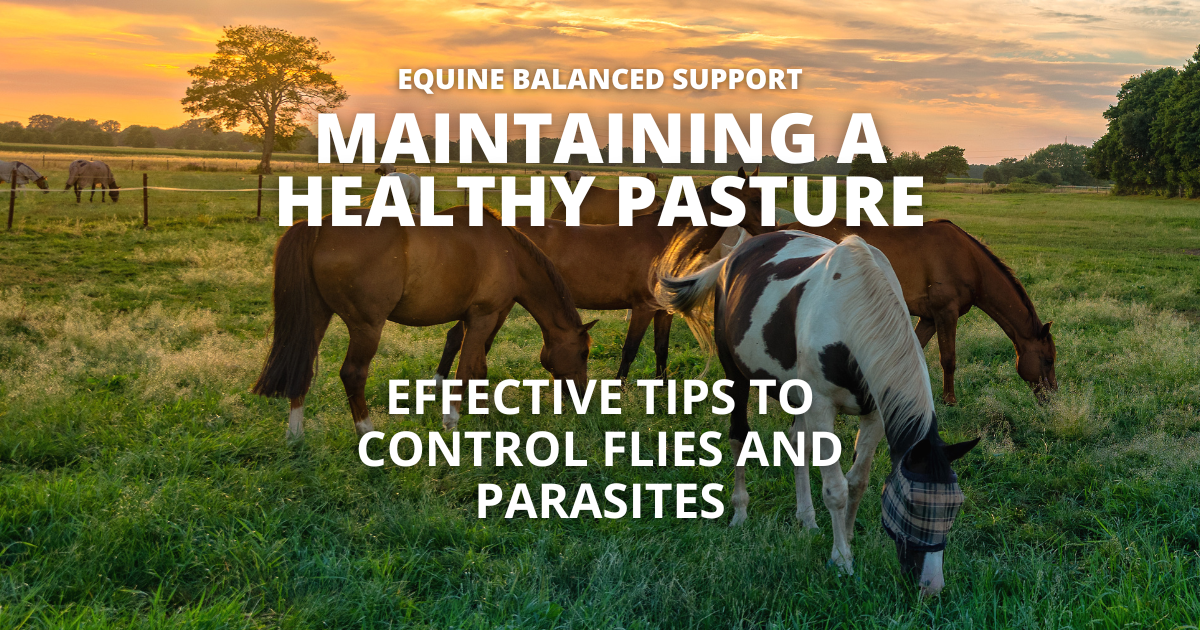 A green pasture with horses grazing, using fly masks and traps to control flies and parasites. Learn top pasture maintenance practices for horse farms.