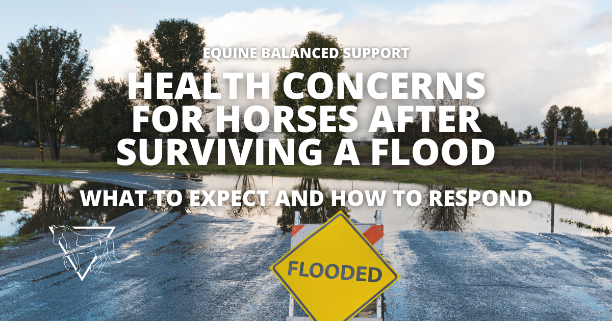 Horses in floods and how to help victims of Hurricane Helene