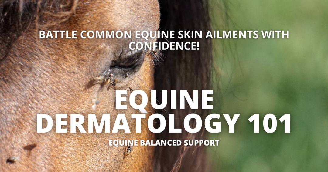 Equine Dermatology 101: Understanding and Caring for Your Horse's Skin