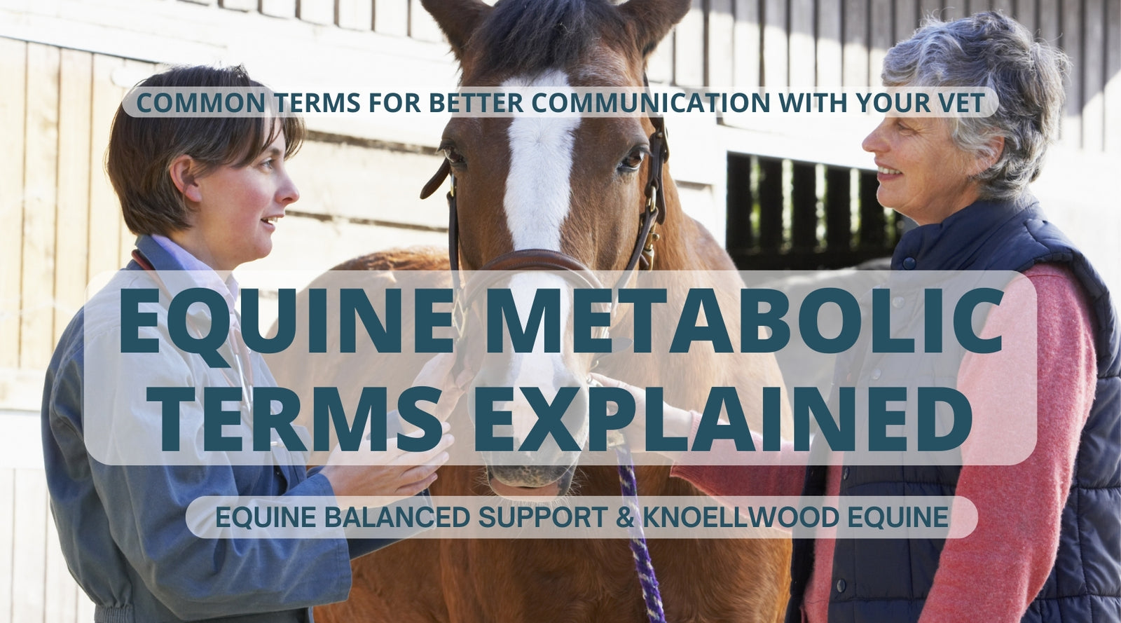Veterinarian engaged in discussion with a client, explaining endocrine disorders such as insulin resistance, hyperinsulinemia, equine metabolic syndrome, and insulin dysregulation in horses.