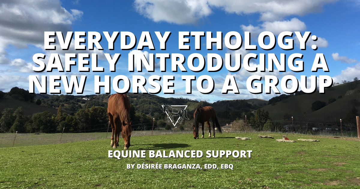 Everyday Ethology Safely Introducing a New Horse to a Group