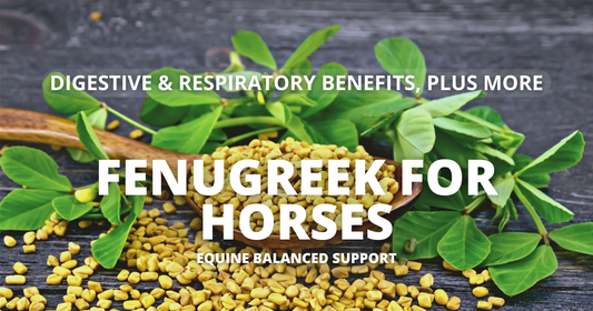 Close-up image of fenugreek seeds and leaves for equine diets, enhancing overall health, coat quality, digestive health, and respiratory health.