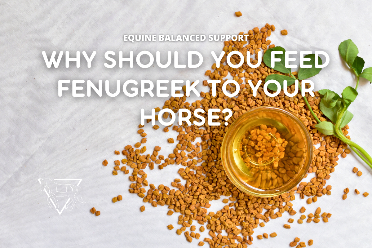 Fenugreek for Horses: Benefits, Risks, and How to Feed It