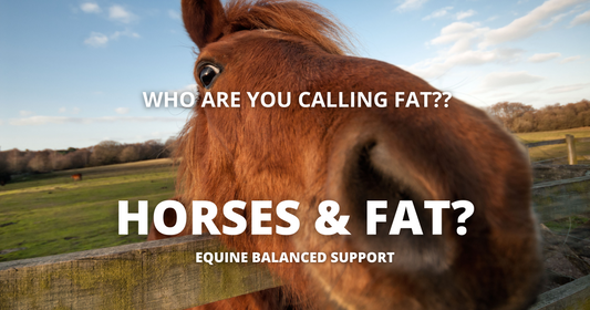 Curious horse over fence, humorous image representing blog titled 'Who are you calling fat? Horses and Fat Supplements' discussing the importance of fat in equine diets.