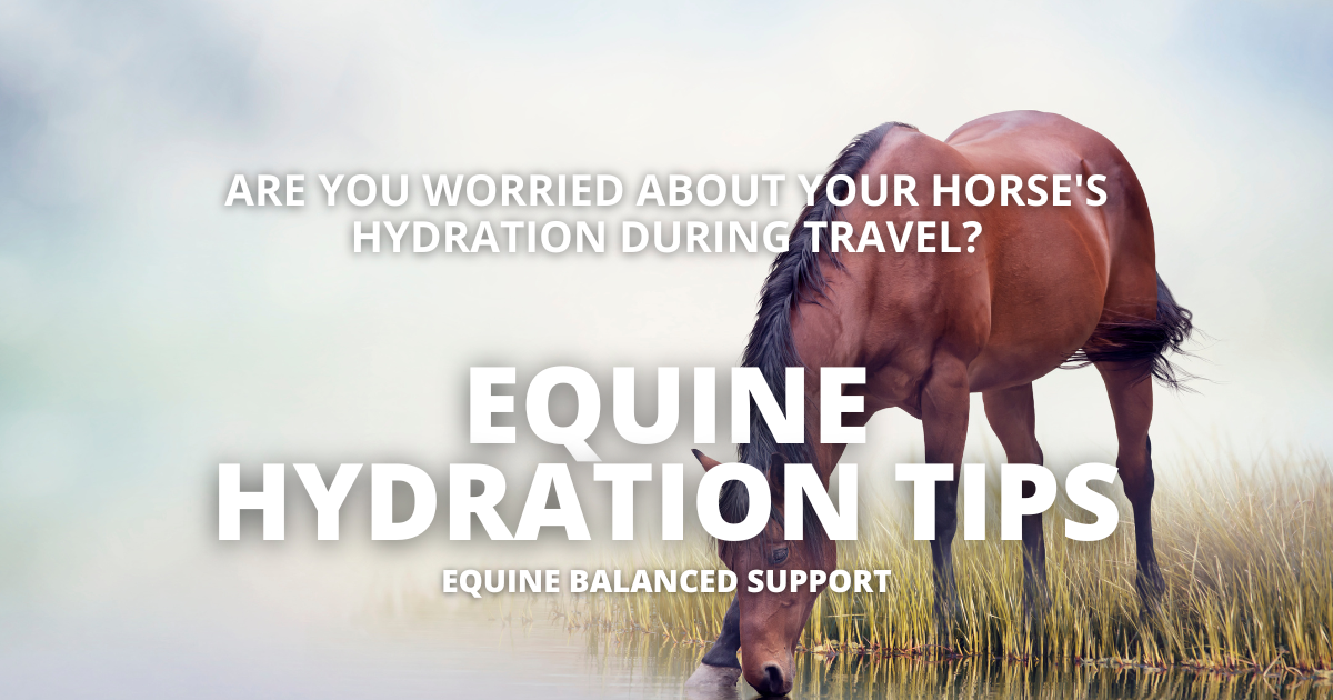 Thirsty horse drinking water during travel, highlighting the importance of hydration to prevent colic and maintain electrolyte balance in horses.