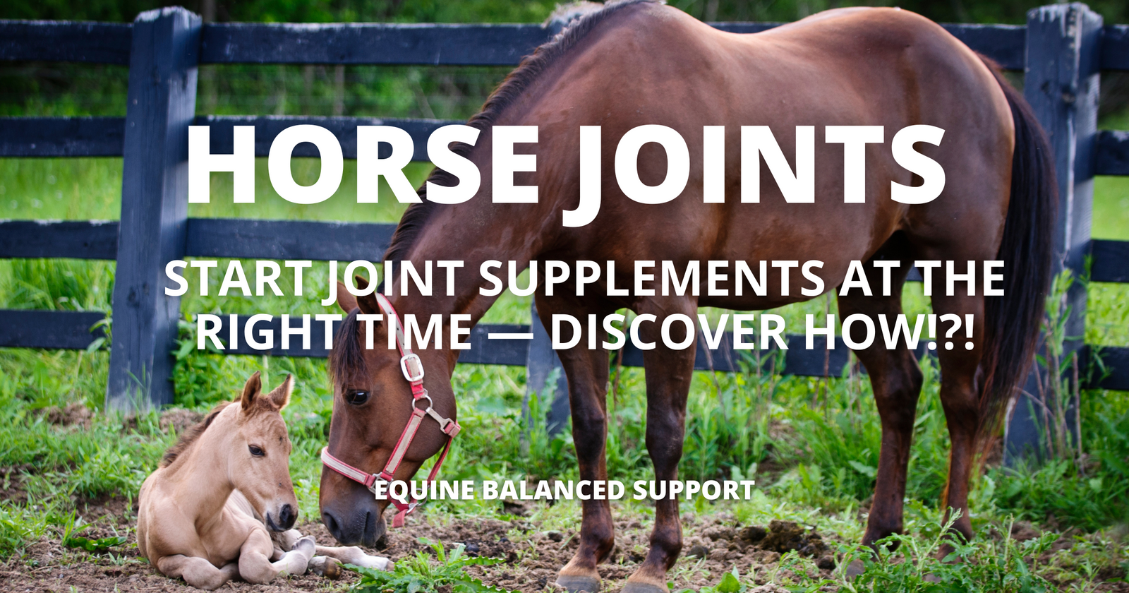 Image of a mare and foal horse with strong, healthy joints, representing the importance of timing in starting joint supplements for equine health.
