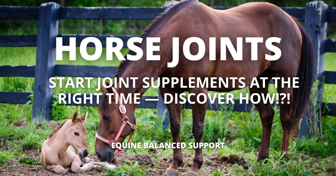 The Right Stride: When to Start Joint Supplements for Lasting Equine Health