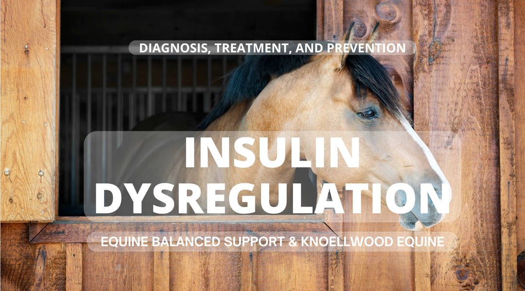 Insulin Dysregulation in Horses: Diagnosis, Treatment, and Prevention