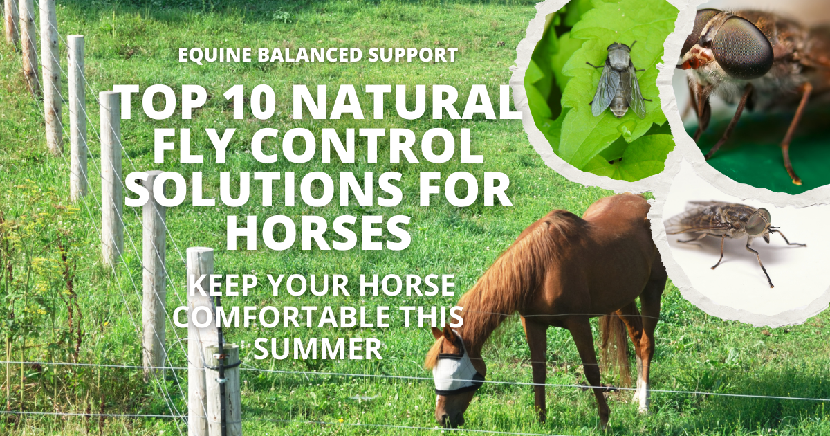 A horse wearing a fly mask stands in a well-managed pasture free of manure, showcasing natural fly control. Visible flies in the air. The background includes a clean, green field for grazing horses.