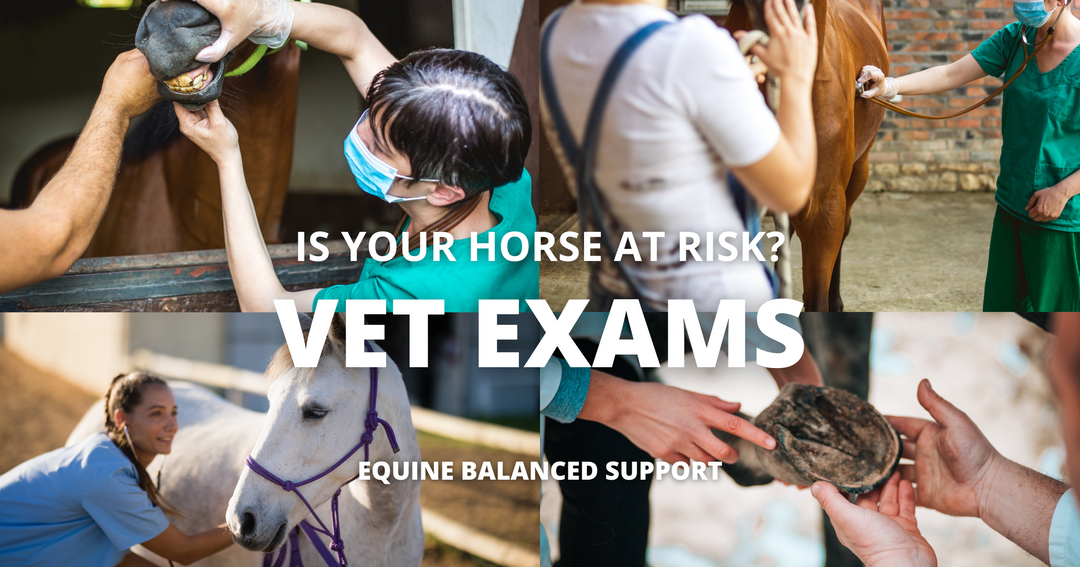 The Crucial Role of Yearly Veterinary Exams for Horses: Ensuring Optimal Health and Performance