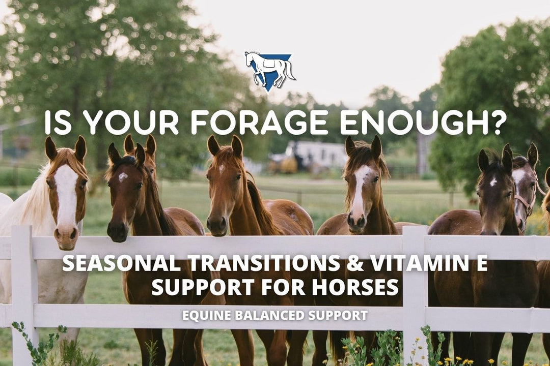 Does My Horse Need Vitamin E? What Hay and Pasture Might Be Missing