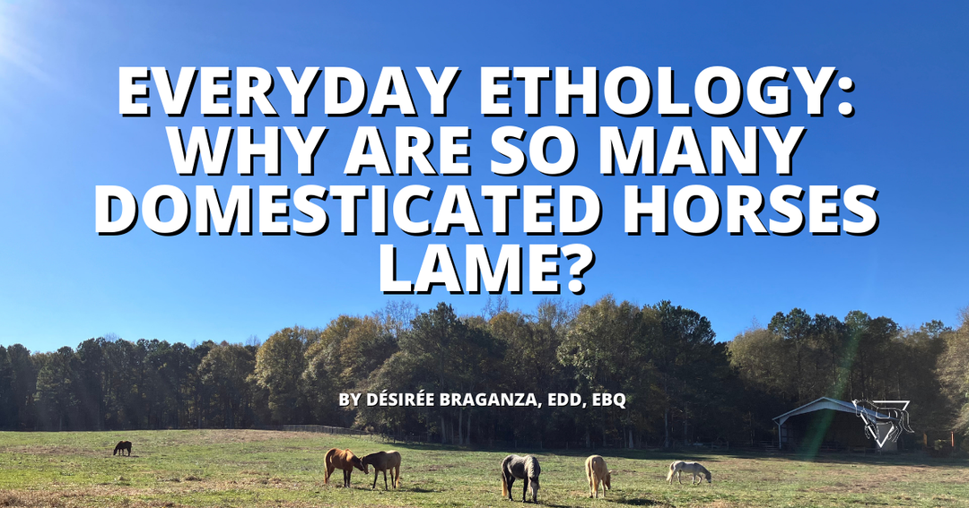 Everyday Ethology: Why Are So Many Domesticated Horses Lame?