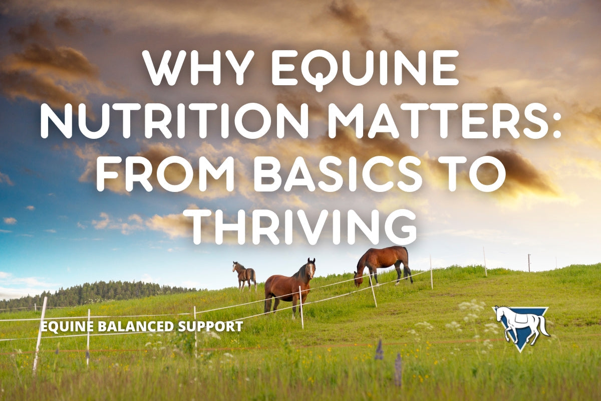 Why Equine Nutrition Matters: From Basics to Thriving