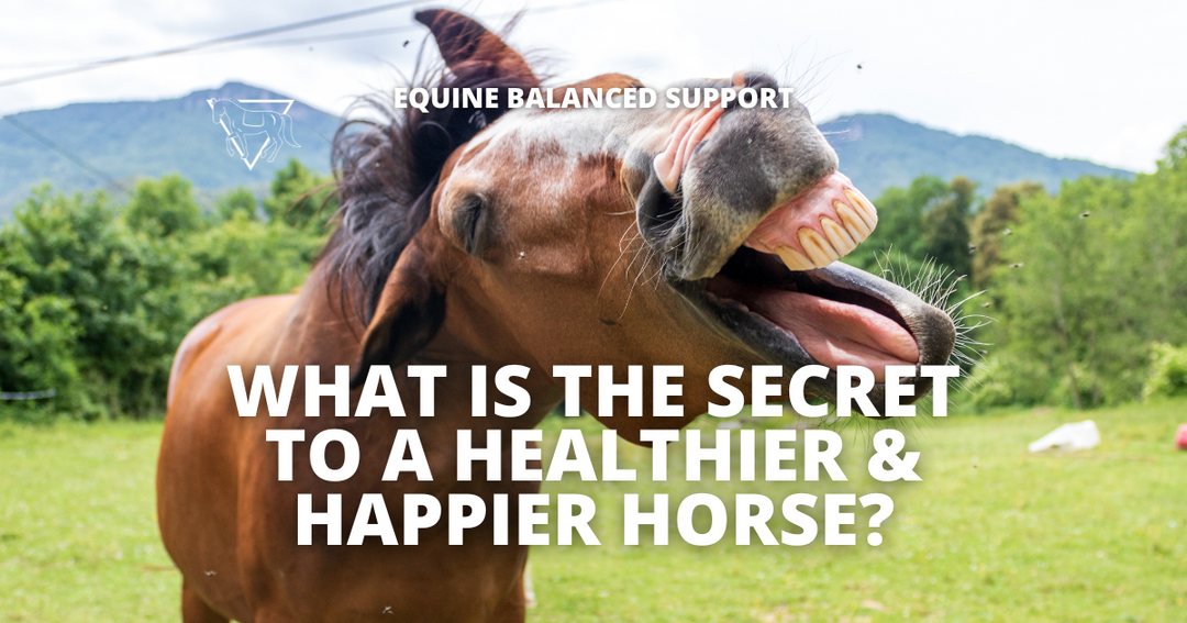 The Secret to a Happier Horse: How a Balanced Diet Enhances Equine Health