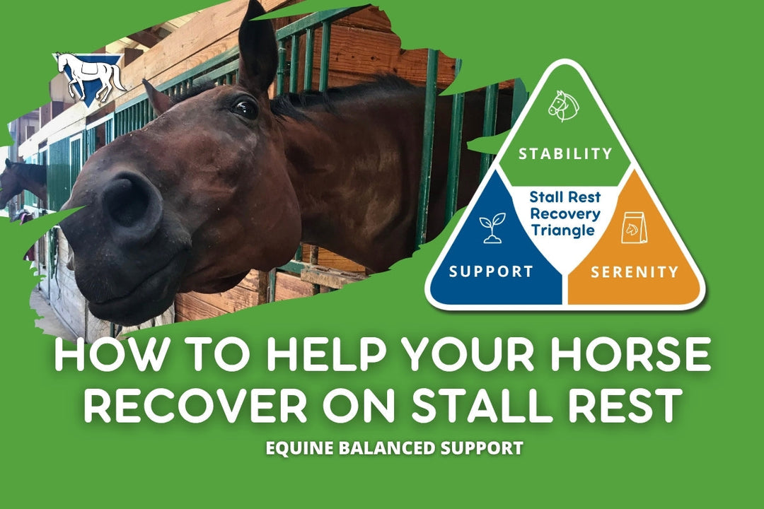 How to Help Your Horse Recover on Stall Rest