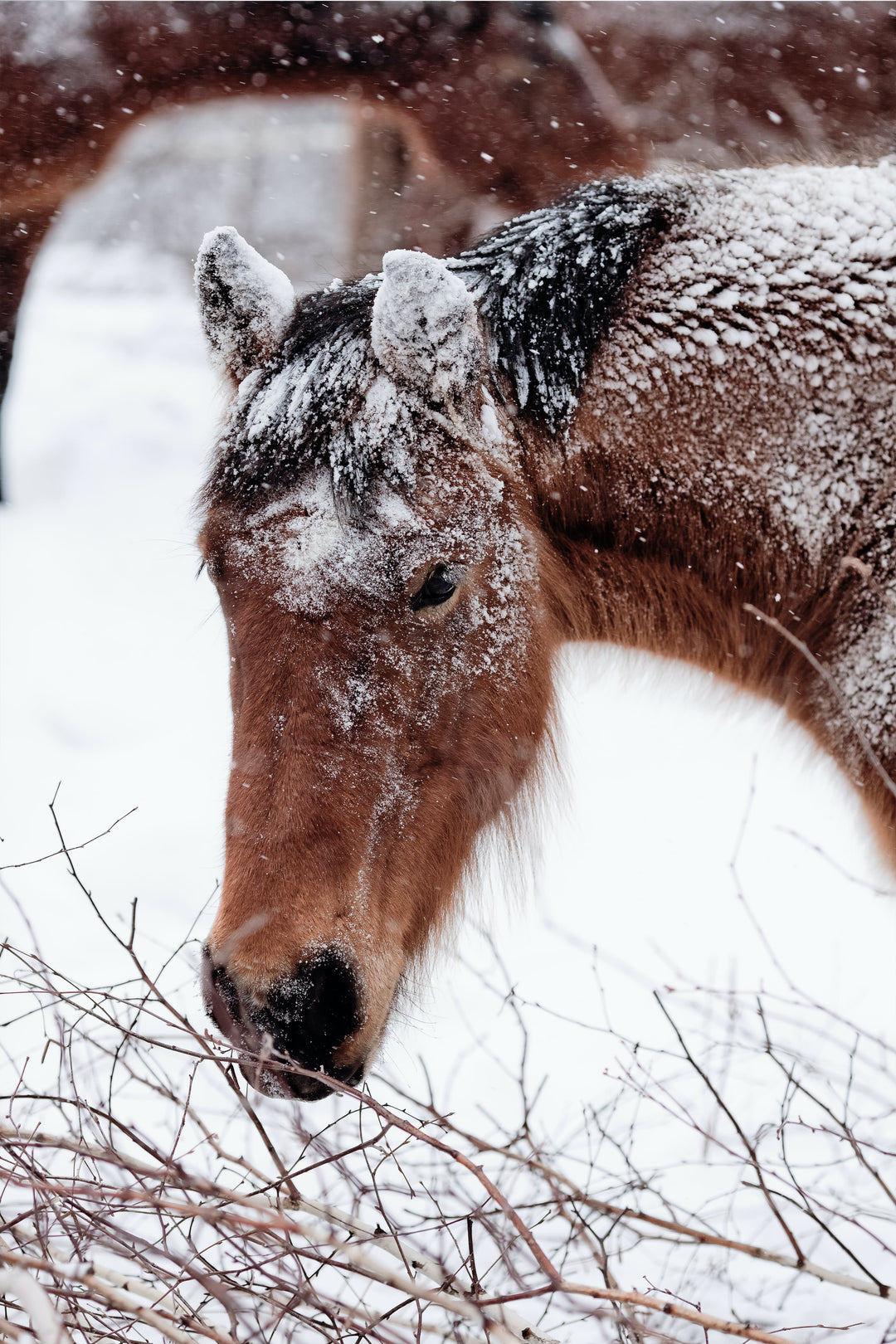 Preventing Winter Laminitis: Essential Care Tips for your Horse