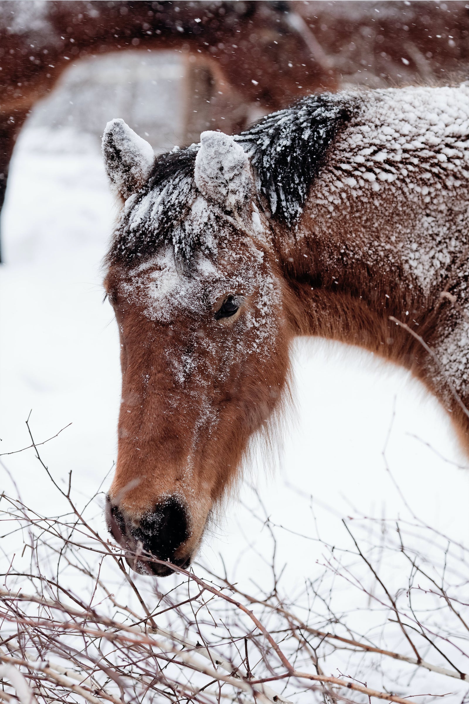 Preventing Winter Laminitis: Essential Care Tips for your Horse