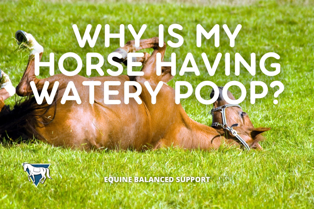 Fixing Horse Diarrhea: Why It Happens & Nutritional Solutions That Work