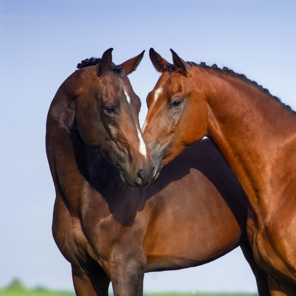 Natural Calming and Hormonal Balance Supplements for horses experiencing stress and anxiety.