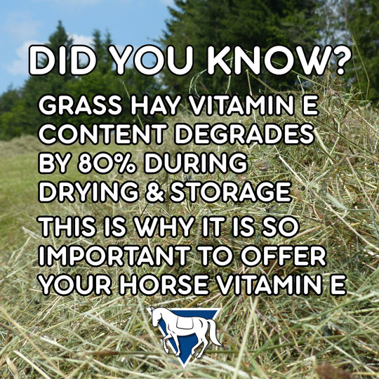Hay bale with text about vitamin E content degradation and EBS logo.