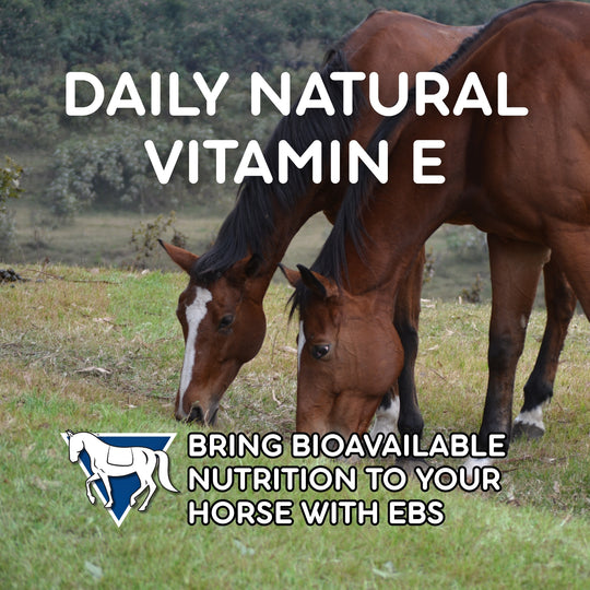 Two brown horses in an outdoor setting with the text 'DAILY NATURAL VITAMIN E' and 'BRING BIOAVAILABLE NUTRITION TO YOUR HORSE' indicating the product is available.