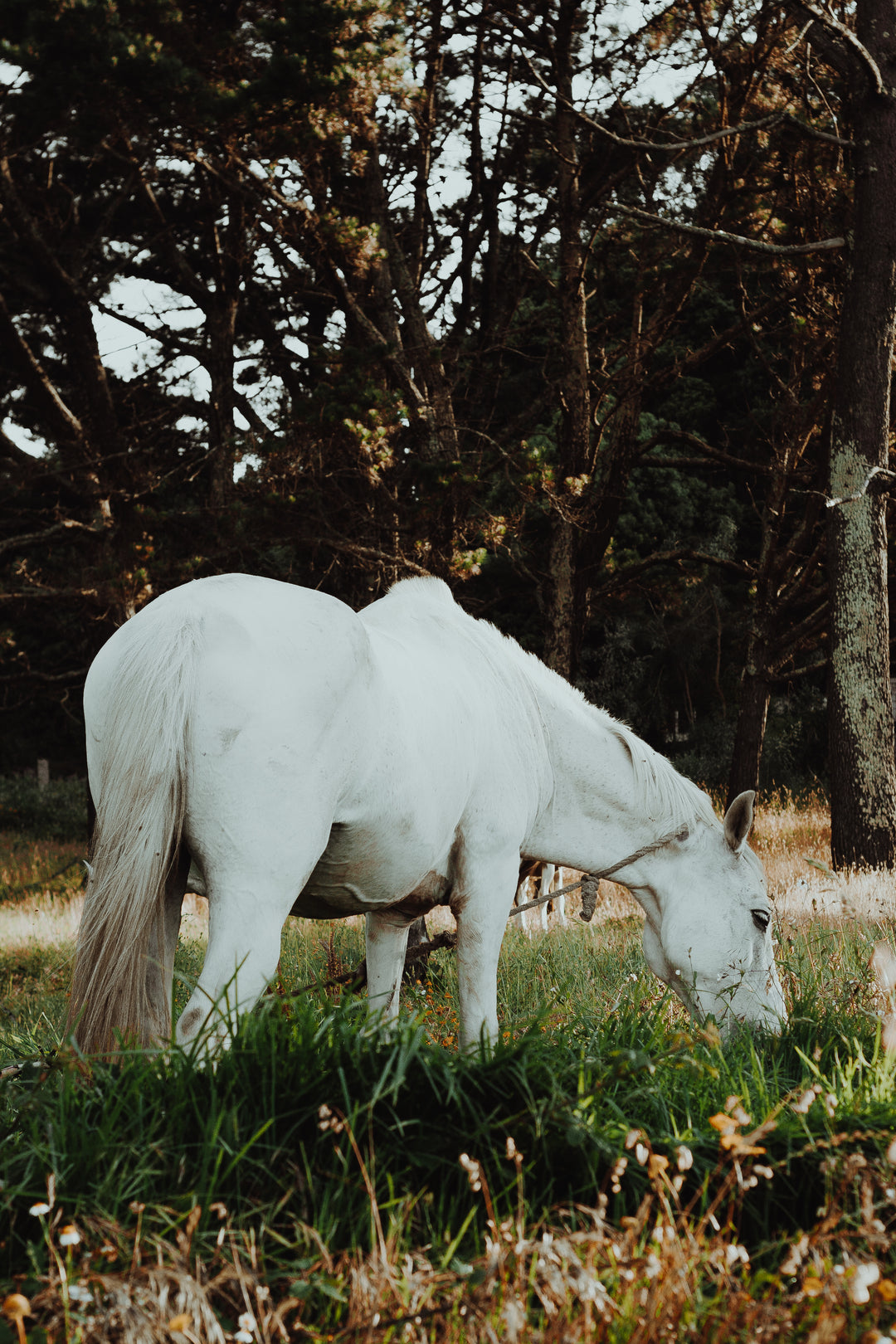 White horse grazing
