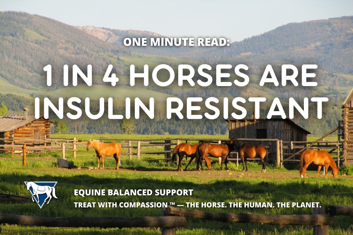 One Minute Read: 1 in 4 Horses in the U.S. Are Insulin Resistant