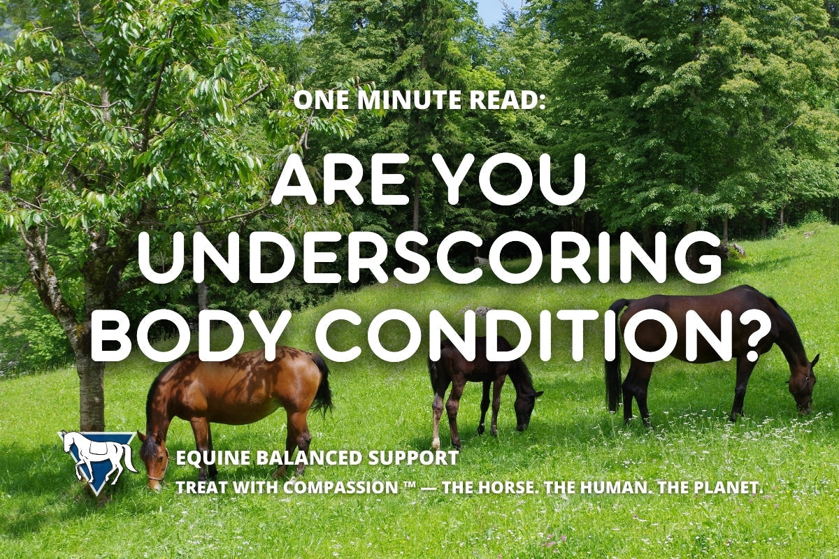 One Minute Read: 70% of Owners Underscore Their Horse’s Body Condition