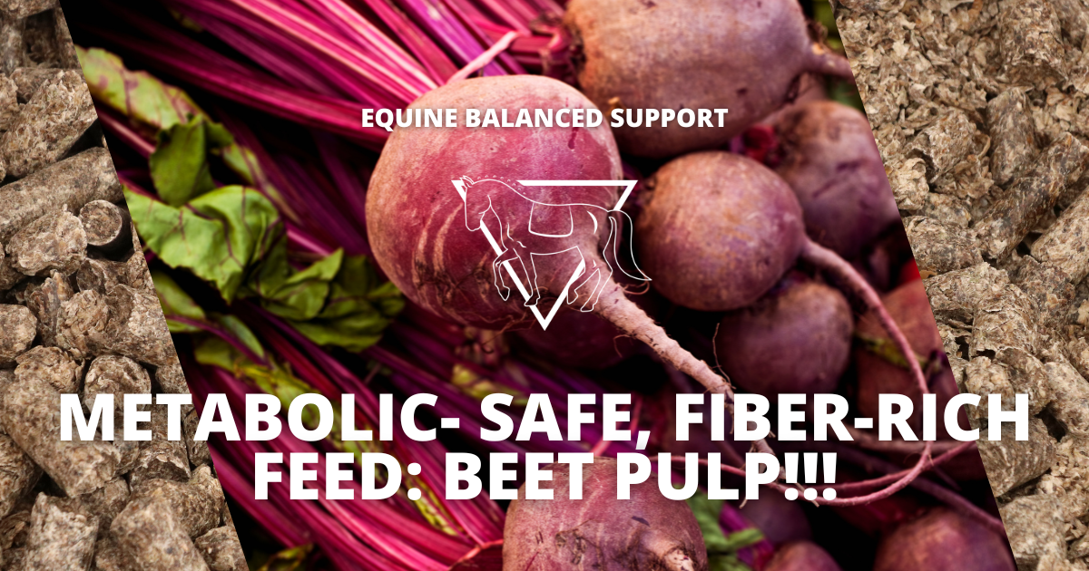 Fresh beets and a pile of beet pulp, highlighting their use as a fiber-rich, nutritious feed option for horses