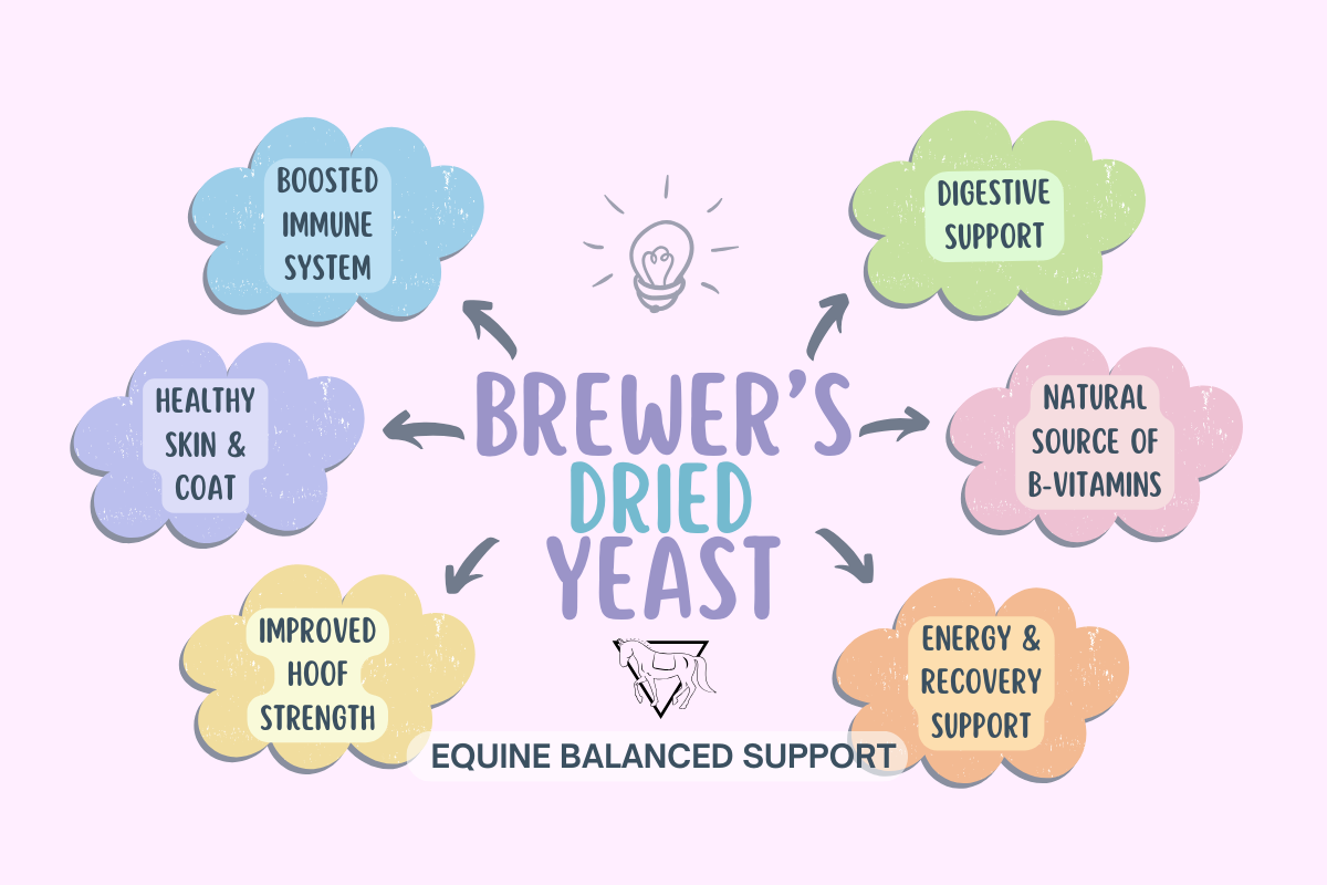 Infographic highlighting six key benefits of Brewer's Dried Yeast for horses: improves digestion, boosts immune system, enhances coat shine, strengthens hooves, supports muscle health, and aids in overall vitality.