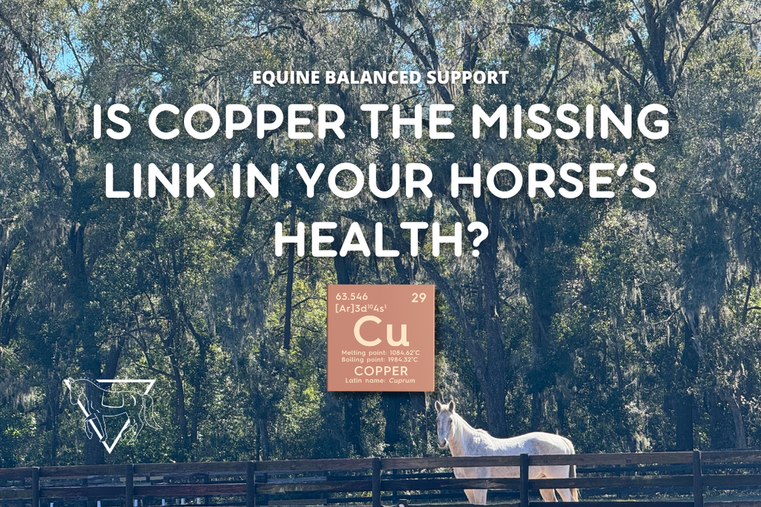 Why Copper is the Key to Your Horse’s Vitality and Performance