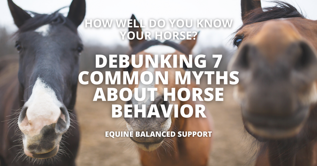 Debunking 7 Common Myths About Horse Behavior