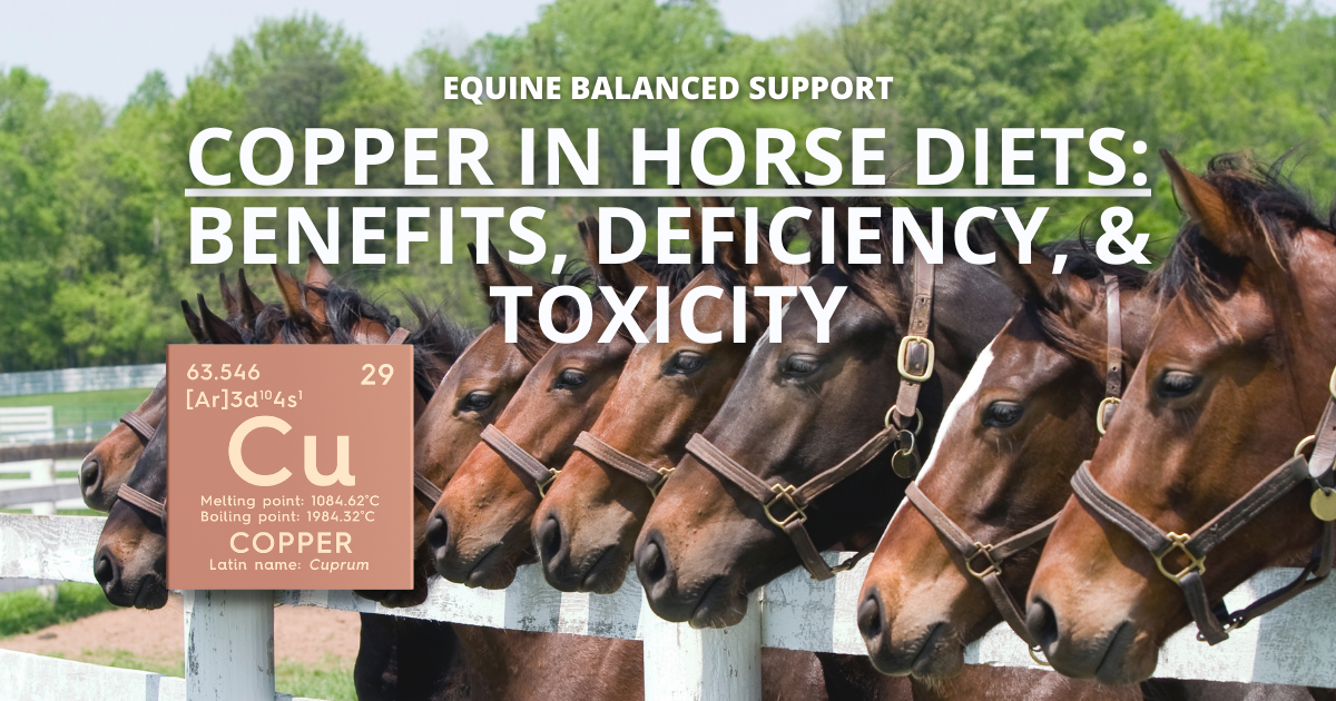 Copper in Horse Diets: What Does it Do? Understanding Copper Deficiency & Toxicity