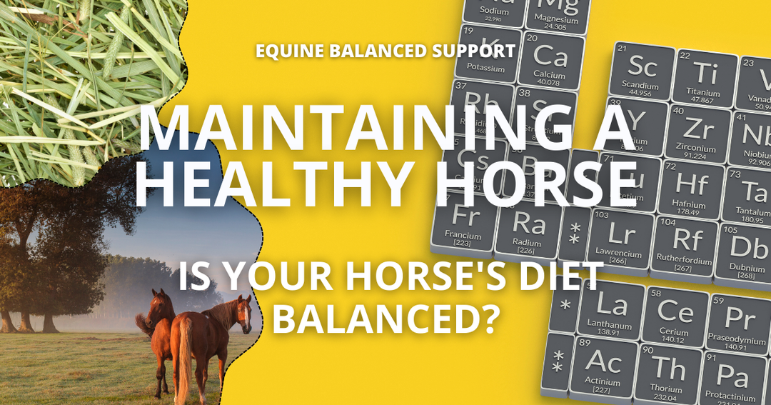 Vitamins and Minerals Every Horse Needs | Essential Equine Nutrition