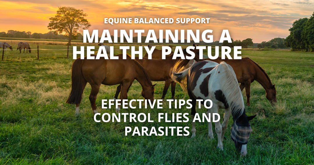 10 Practical Pasture Maintenance Practices for Horse Farms