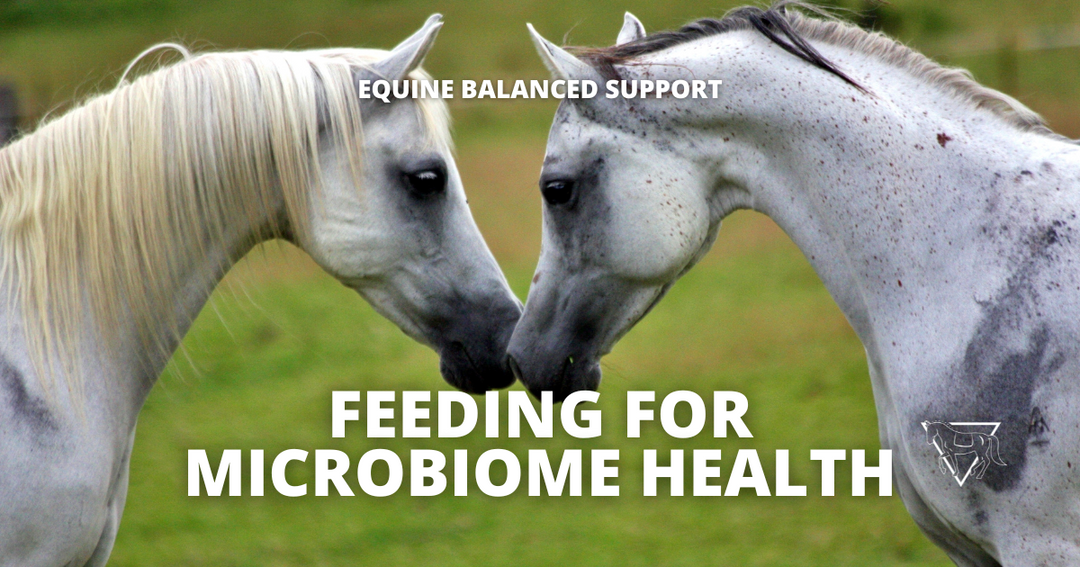 How to Support Your Horse's Gut Microbiome for Better Digestive Health