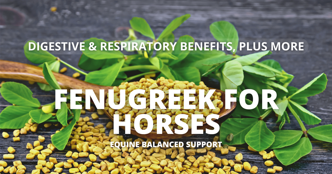 Unlocking Fenugreek's Benefits: A Natural Health Booster for Horses