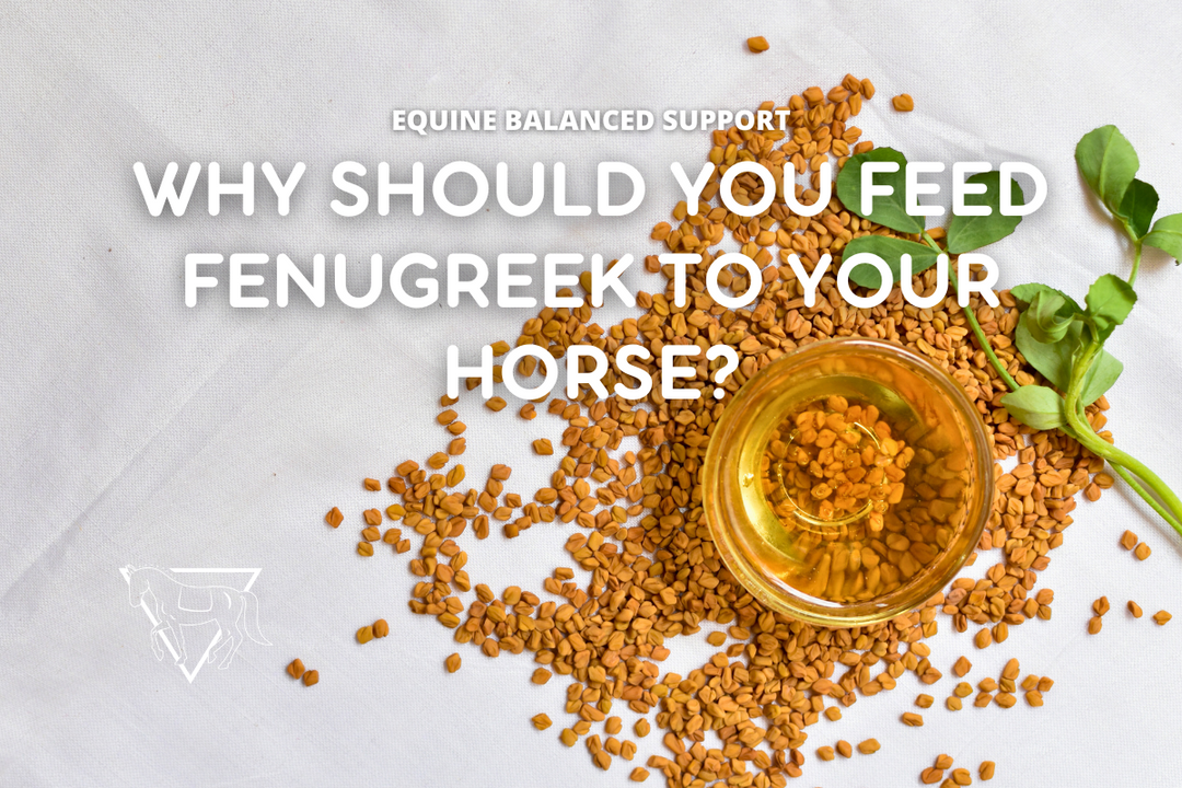 Fenugreek for Horses: Benefits, Risks, and How to Feed It