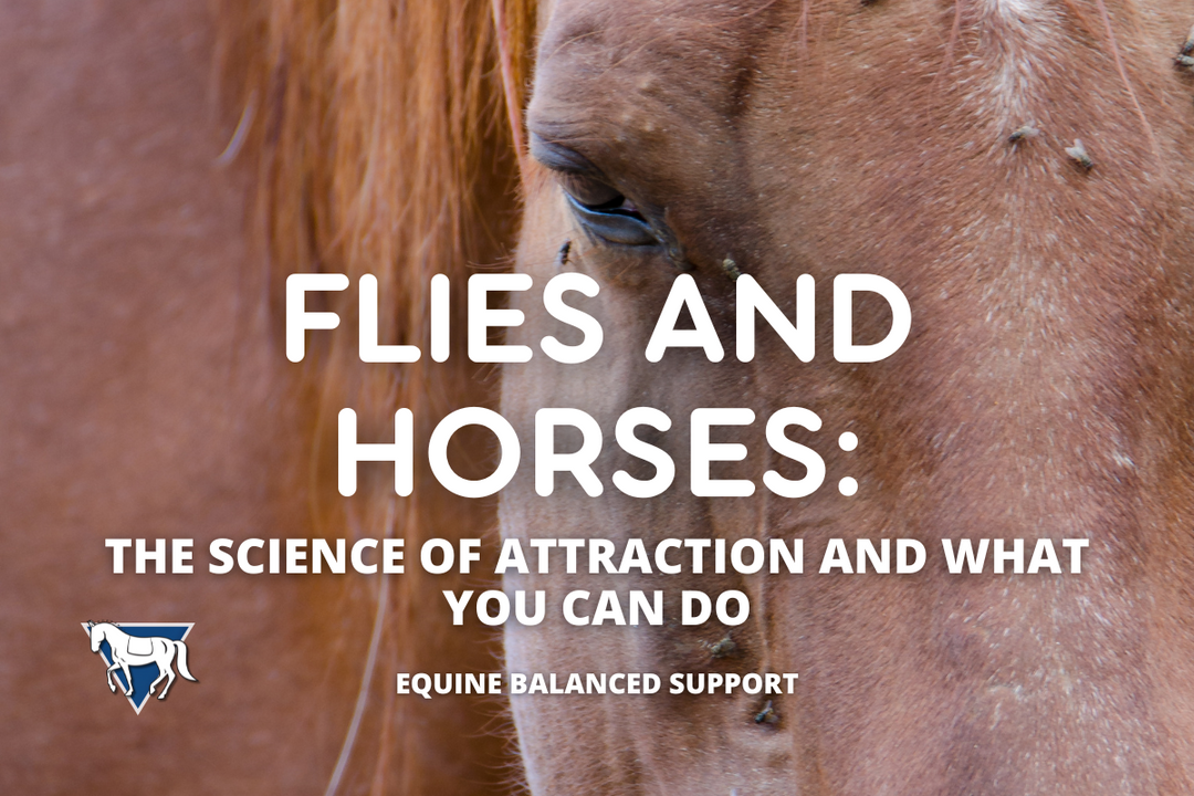 Why Some Horses Attract More Flies and How to Help