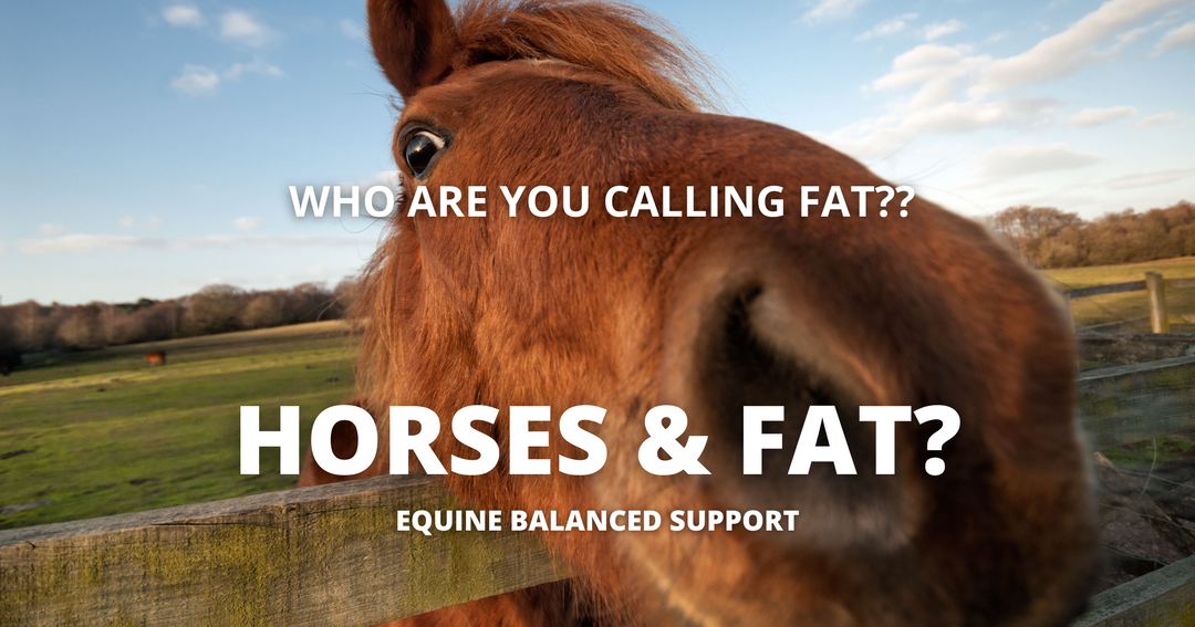 Beyond Calories: The Science of Fat Supplements for Superior Horse Health