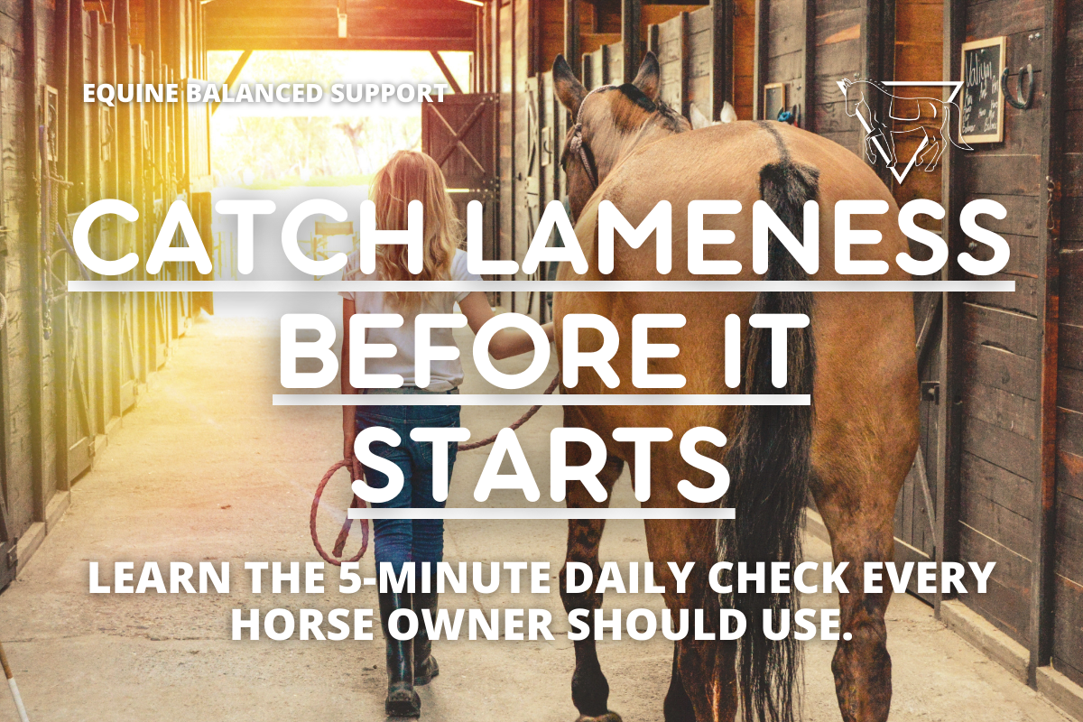 Horse being walked and checked for early signs of lameness during a 5-minute soundness check