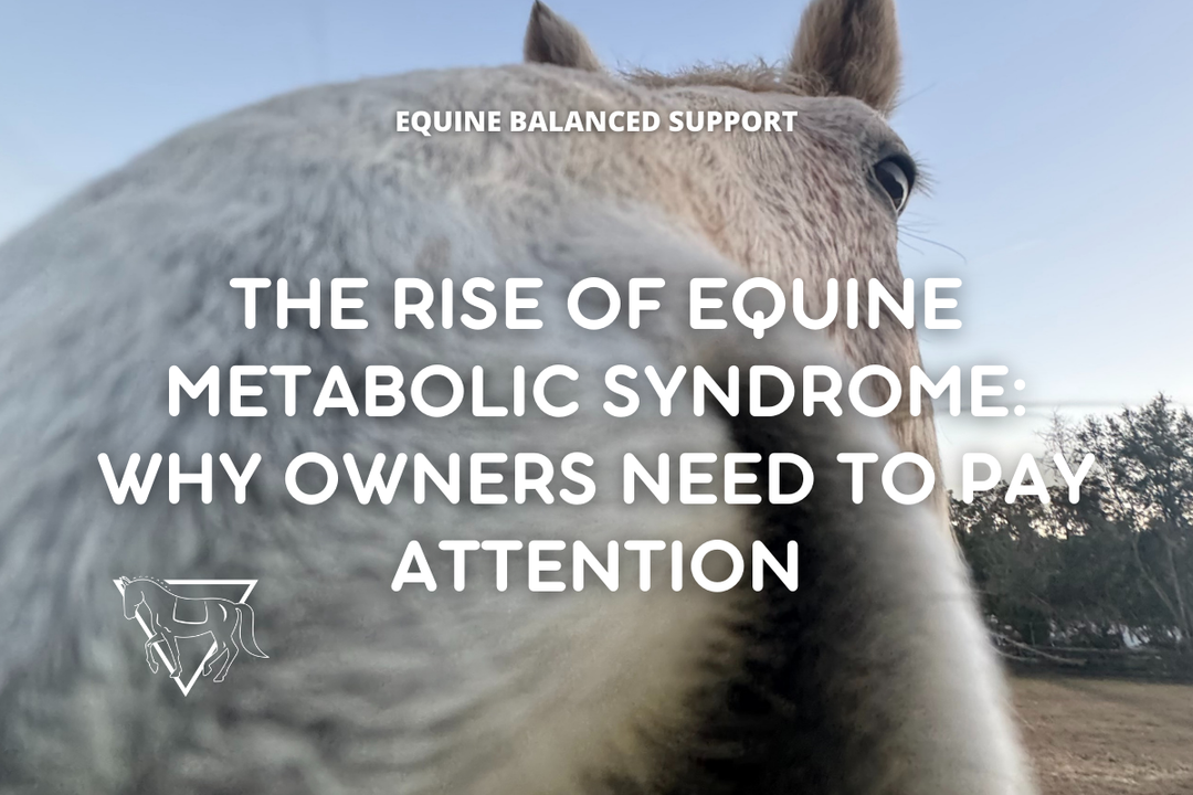 The Rise of Equine Metabolic Syndrome: Why Owners Need to Pay Attention