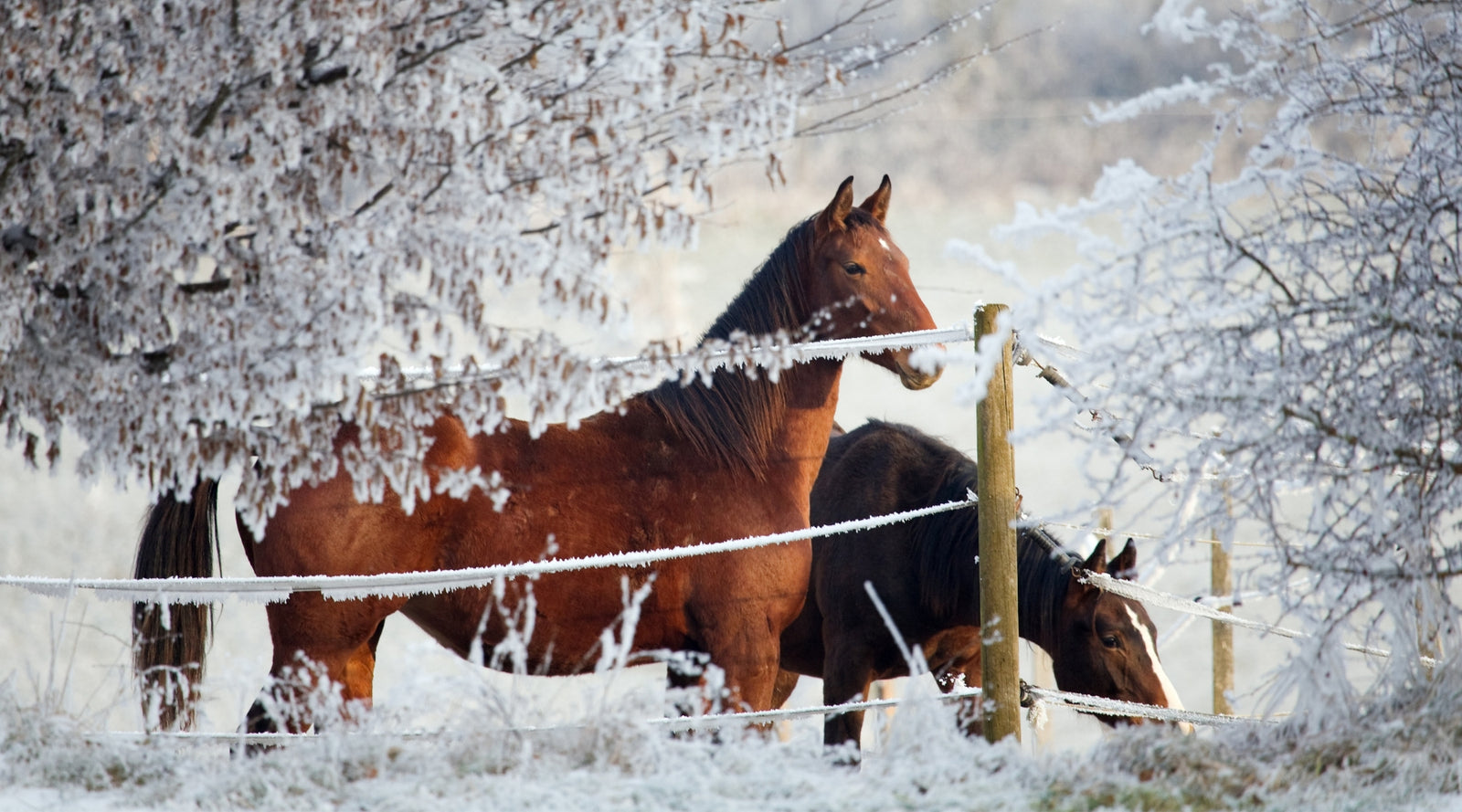 Myth: Horses Don't Need Salt in Cooler Weather